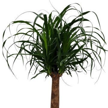 Beaucarnea recurvata