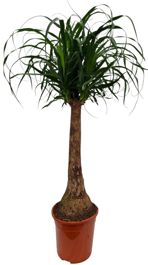 Beaucarnea recurvata