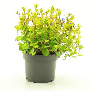 Ceratostigma plumbaginoides