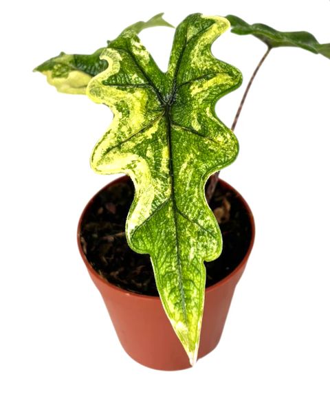 Alocasia 'Jacklyn Variegata'