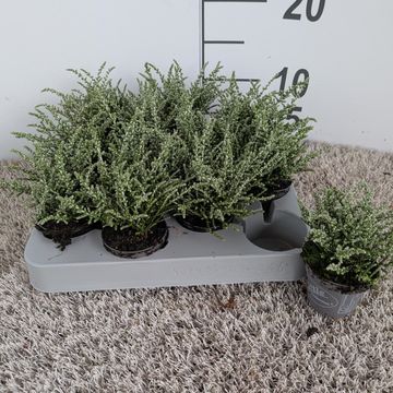 Olearia lepidophylla 'Silver Knight'