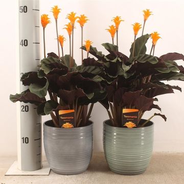 Calathea crocata TASSMINIA