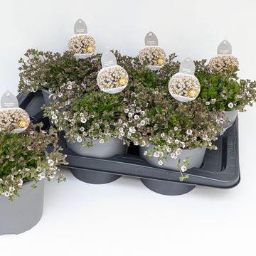 Gypsophila cerastoides