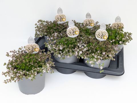 Gypsophila cerastoides