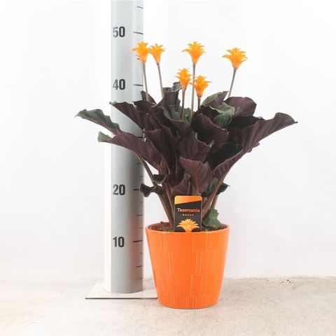 Calathea crocata 'Tassmania'