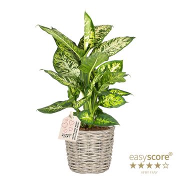 Dieffenbachia 'Sublime'