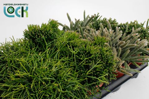 Rhipsalis MIX