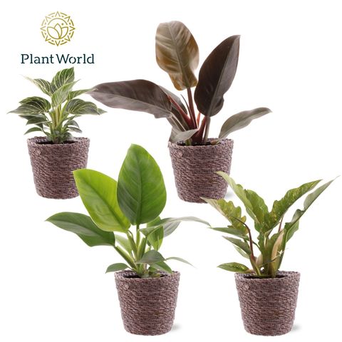 Philodendron MIX