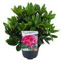 Rhododendron 'Cosmopolitan' (C)