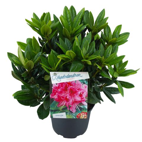 Rhododendron 'Cosmopolitan' (C)