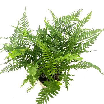 Polypodium vulgare