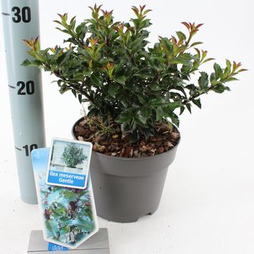 Ilex x meserveae GENTLE