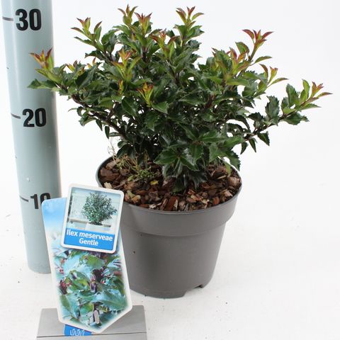 Ilex x meserveae GENTLE