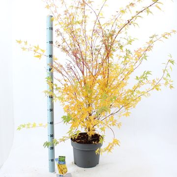 Acer palmatum 'Сангокаку'