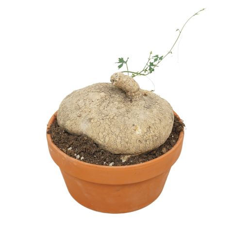 Ibervillea lindheimeri