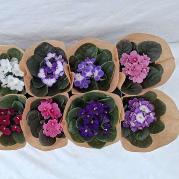 Saintpaulia ionantha MIX