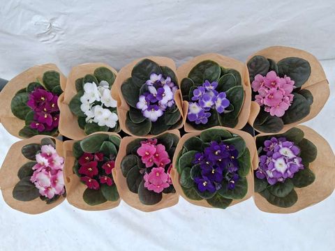 Saintpaulia ionantha MIX