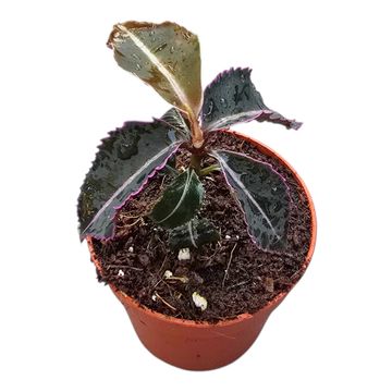 Labisia pumila