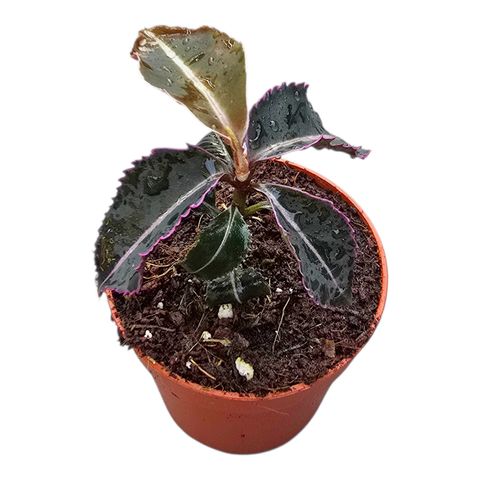 Labisia pumila