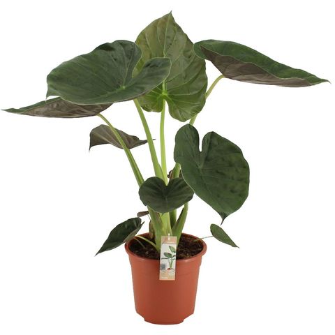 Alocasia wentii — Plant Wholesale FlorAccess