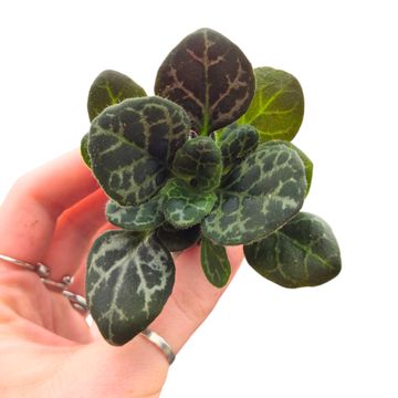 Primulina yungfuensis