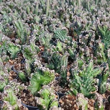 Monvillea spegazzinii cristata mostruosa