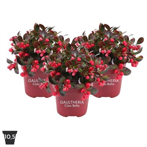 Gaultheria procumbens CIAO BELLA RED