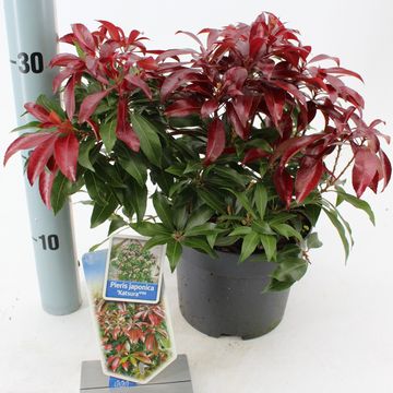 Pieris japonica 'Katsura'