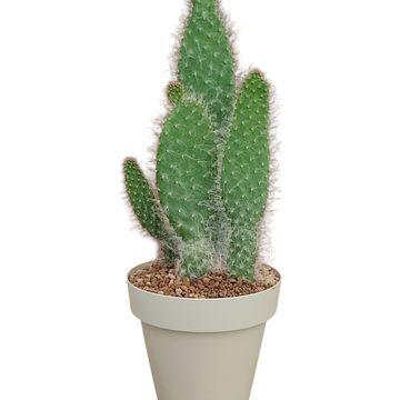 Opuntia engelmannii 'Boskowitz'