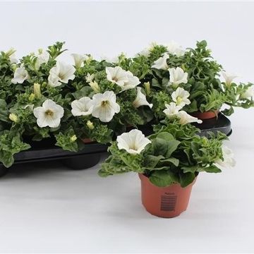 Petunia SURFINIA BABY WHITE