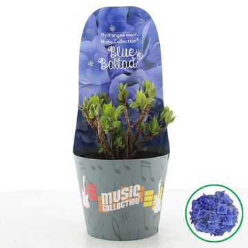 Hydrangea macrophylla MUSIC COLLECTION BLUE BALLAD
