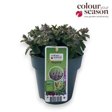 Nepeta 'Cats Pajamas'