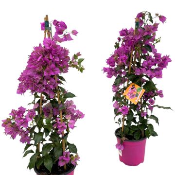 Bougainvillea glabra 'Sanderiana'