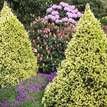 Picea glauca 'J.W. Daisy's White'