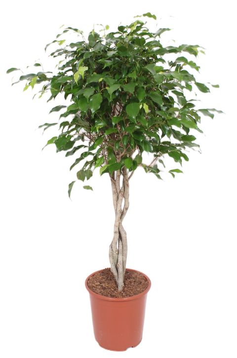 Ficus benjamina 'Exotica'