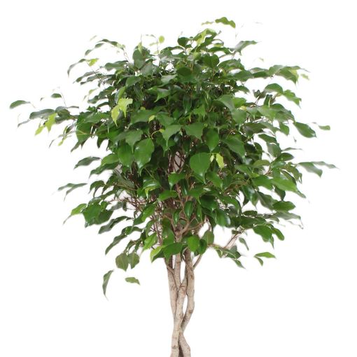 Ficus benjamina 'Экзотика'