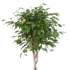 Ficus benjamina 'Exotica'