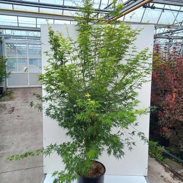 Acer palmatum 'Seiryu'