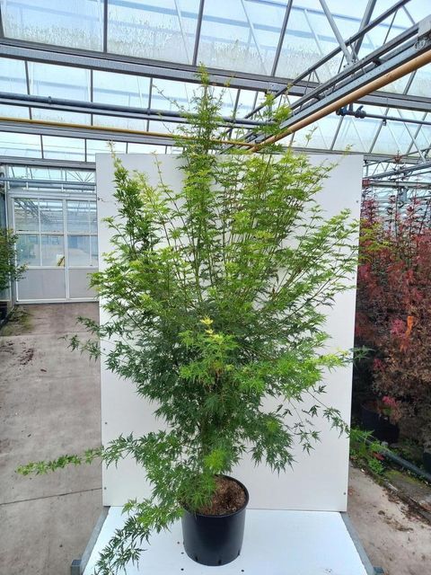 Acer palmatum 'Seiryu'