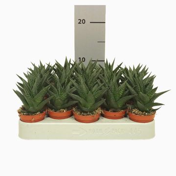 Haworthia limifolia