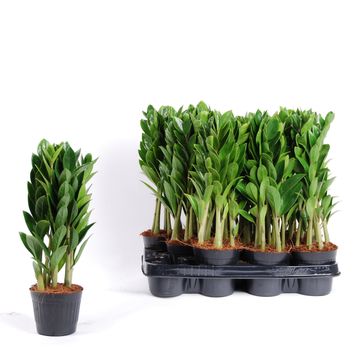 Zamioculcas zamiifolia