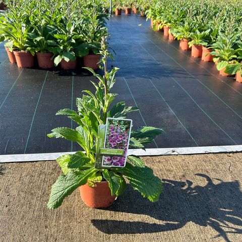 Digitalis purpurea 'William Early Rose'