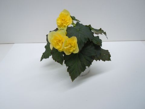 Begonia SOLENIA LIGHT YELLOW