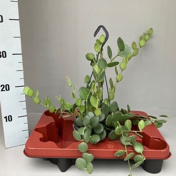 Xerosicyos danguyi