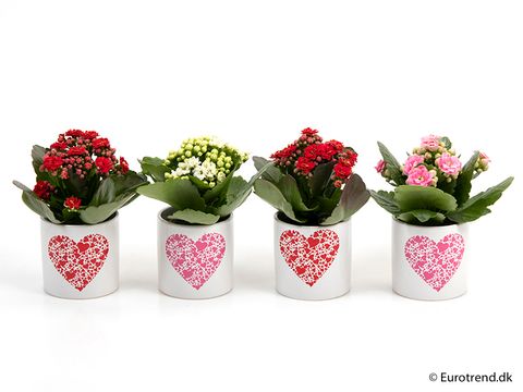 Kalanchoe blossfeldiana MIX