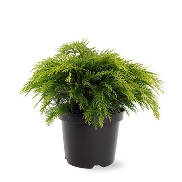 Chamaecyparis lawsoniana 'Sunkist'