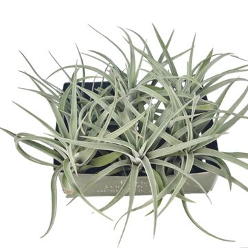 Tillandsia harrisii