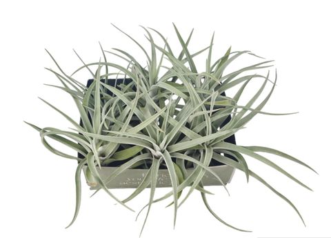 Tillandsia harrisii