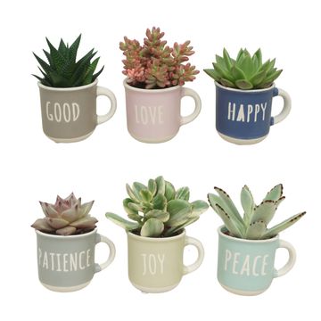 Succulents MIX IN POT