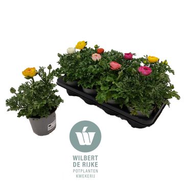 Ranunculus MIX